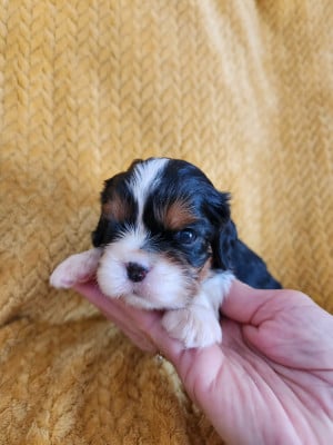 Les chiots de Cavalier King Charles Spaniel