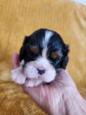 Les chiots de Cavalier King Charles Spaniel