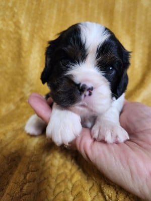 Les chiots de Cavalier King Charles Spaniel