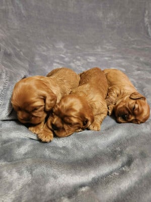 Les chiots de Cavalier King Charles Spaniel