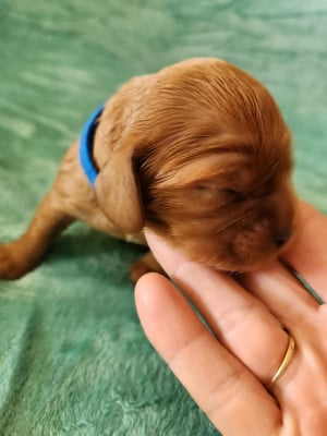 Les chiots de Cavalier King Charles Spaniel