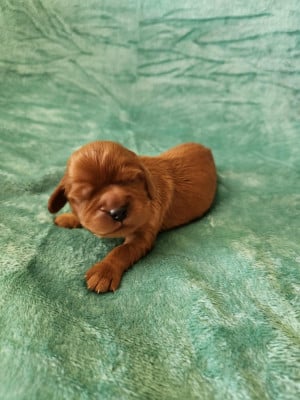 Les chiots de Cavalier King Charles Spaniel