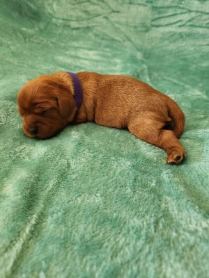 Les chiots de Cavalier King Charles Spaniel