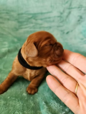 Les chiots de Cavalier King Charles Spaniel