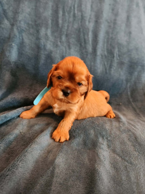 Les chiots de Cavalier King Charles Spaniel