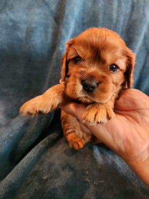 Les chiots de Cavalier King Charles Spaniel