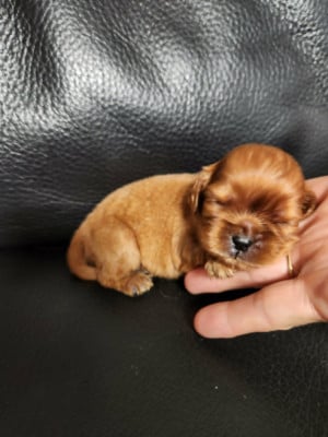 Les chiots de Cavalier King Charles Spaniel