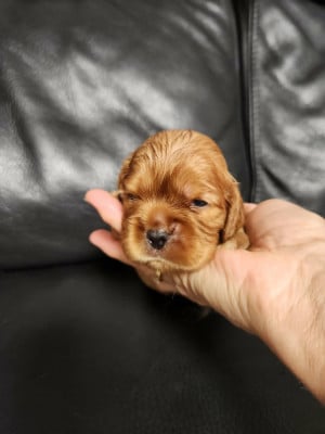 Les chiots de Cavalier King Charles Spaniel