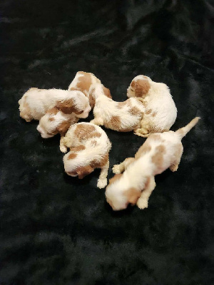 Les chiots de Cavalier King Charles Spaniel