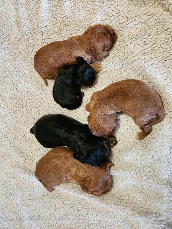 Cavalier King Charles Spaniel - Du Royaume De Victoria