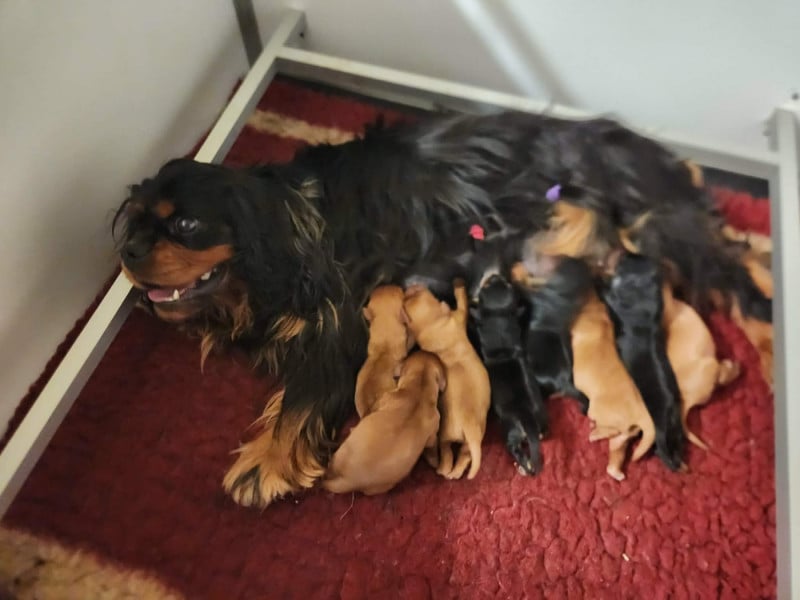 Cavalier King Charles Spaniel - Du Royaume De Victoria