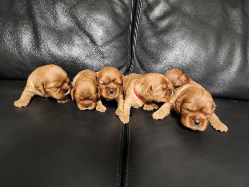 Cavalier King Charles Spaniel - Du Royaume De Victoria
