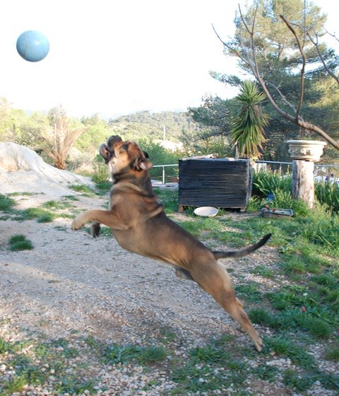 Publication : De Kaëlonia Auteur : Gui&Caro