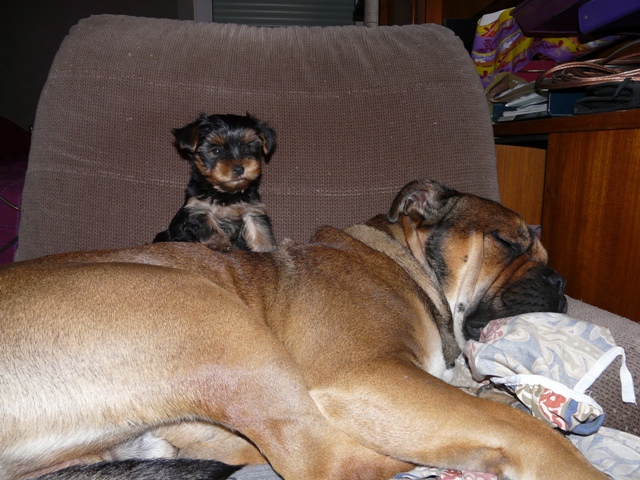 Publication : De Kaëlonia Auteur : Gui&Caro