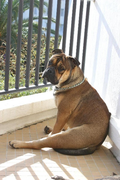 Publication : De Kaëlonia Auteur : Gui&Caro