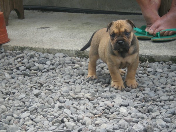 Publication : De Kaëlonia Auteur : Gui&Caro