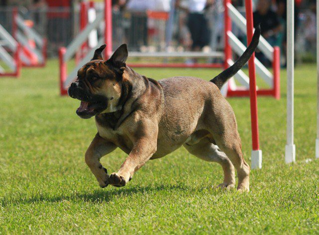 Publication : De Kaëlonia Auteur : Gui&Caro