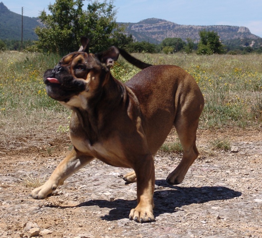 Publication : De Kaëlonia Auteur : Gui&Caro