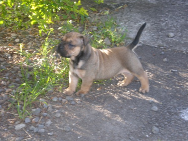 Publication : De Kaëlonia Auteur : Gui&Caro