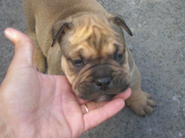 Publication : De Kaëlonia Auteur : Gui&Caro