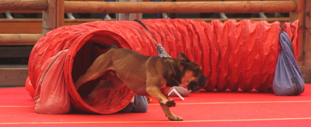 Publication : De Kaëlonia Auteur : Gui&Caro