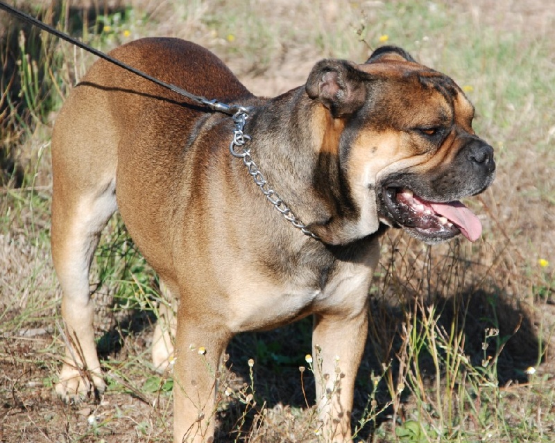 Publication : De Kaëlonia Auteur : Gui&Caro