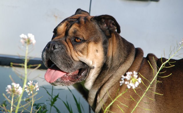 Publication : De Kaëlonia Auteur : Gui&Caro