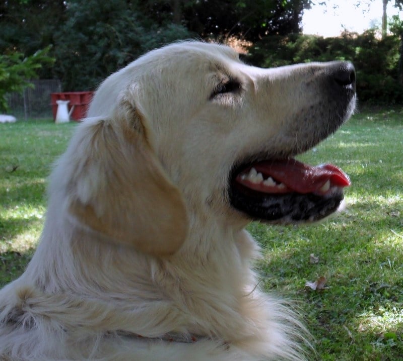 Publication : du Fond de la Noye Auteur : Punta Verde