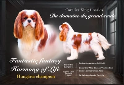 du domaine du grand saule