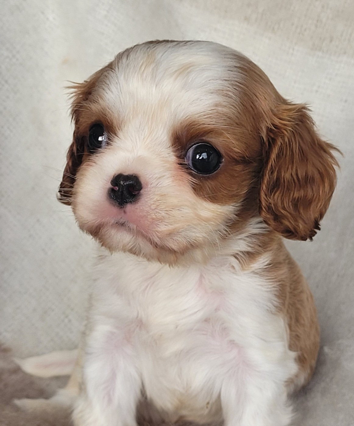Cavalier King Charles Spaniel - du domaine du grand saule