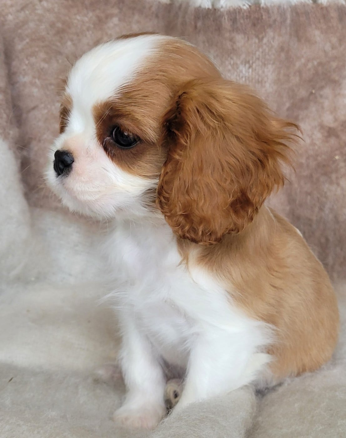Cavalier King Charles Spaniel - du domaine du grand saule