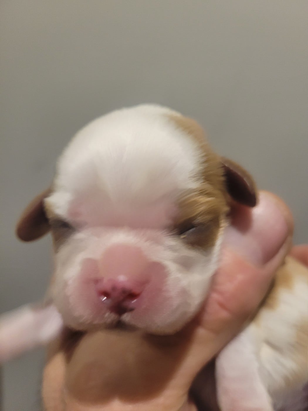 Chiot N°3 - Cavalier King Charles Spaniel