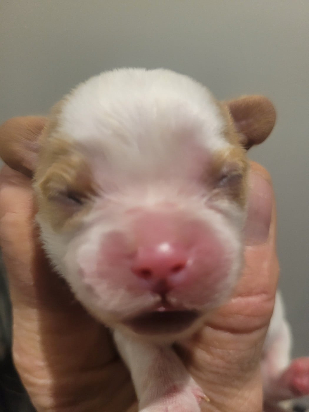 Chiot N°2 - Cavalier King Charles Spaniel