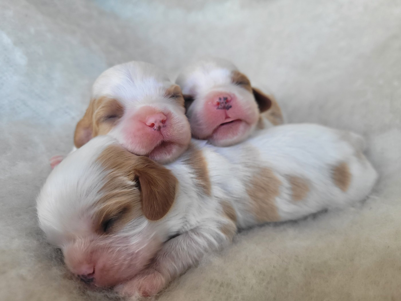 Cavalier King Charles Spaniel - du domaine du grand saule