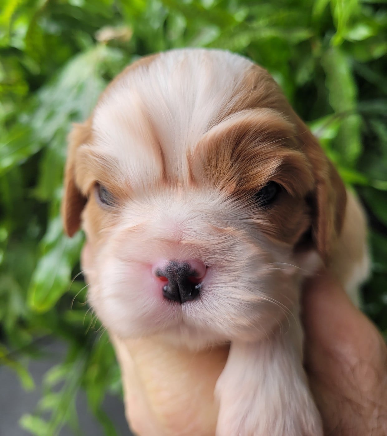 Cavalier King Charles Spaniel - du domaine du grand saule