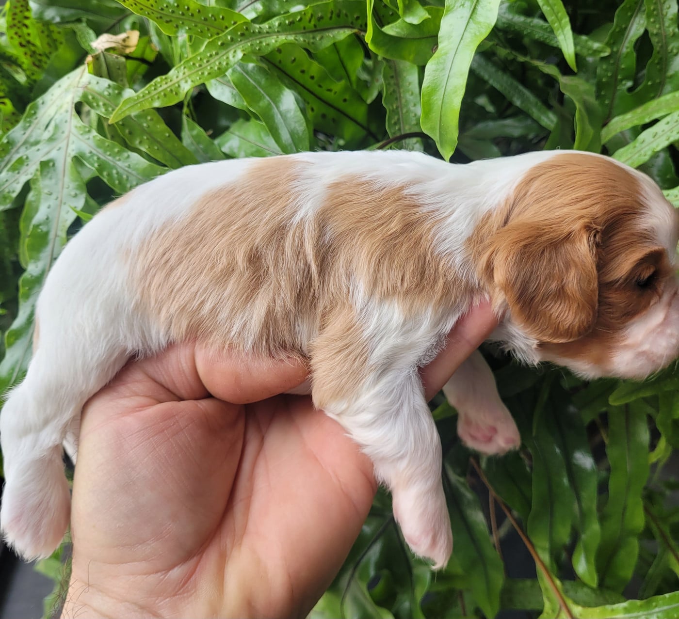 Chiot N°2