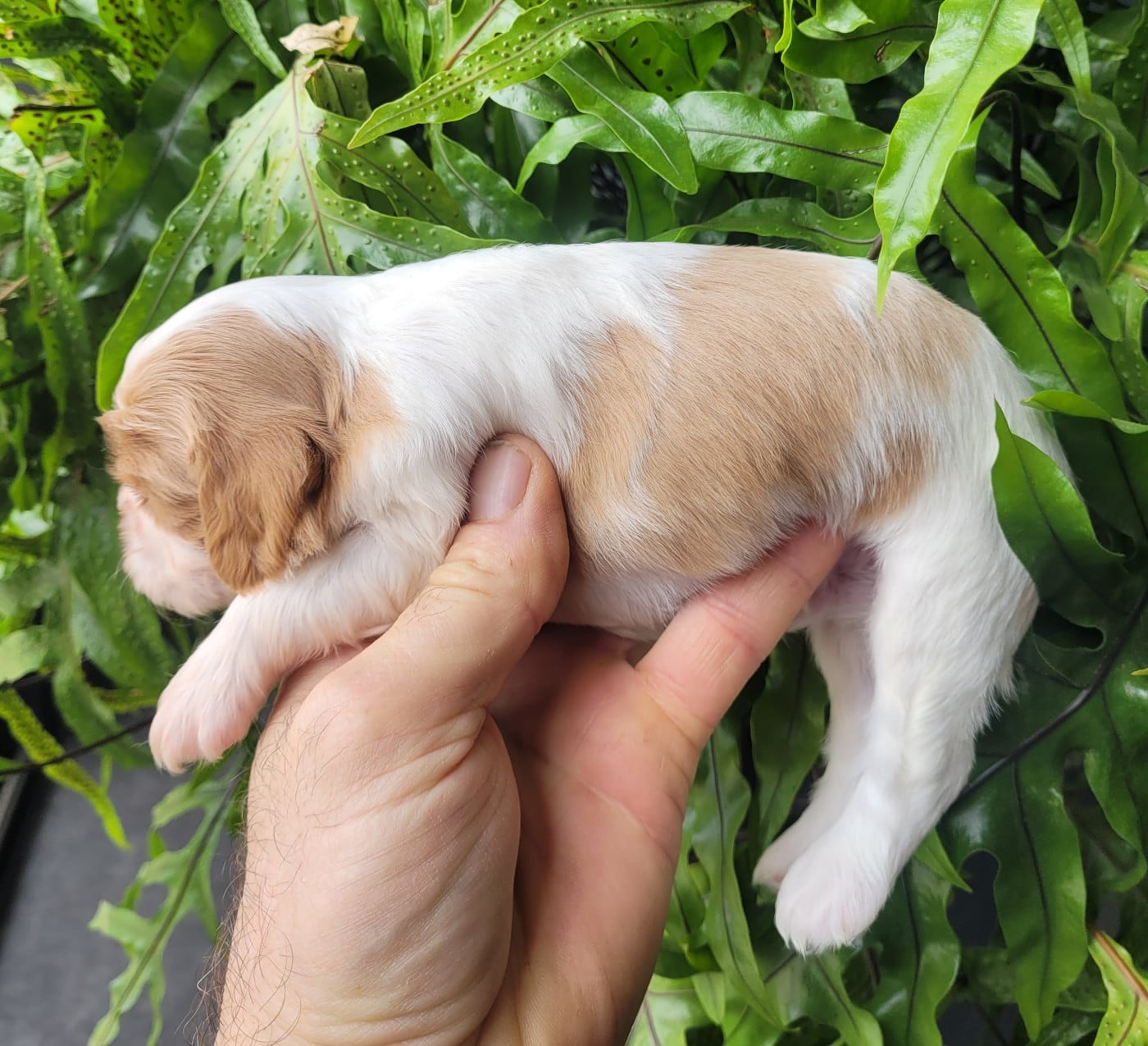Chiot N°2