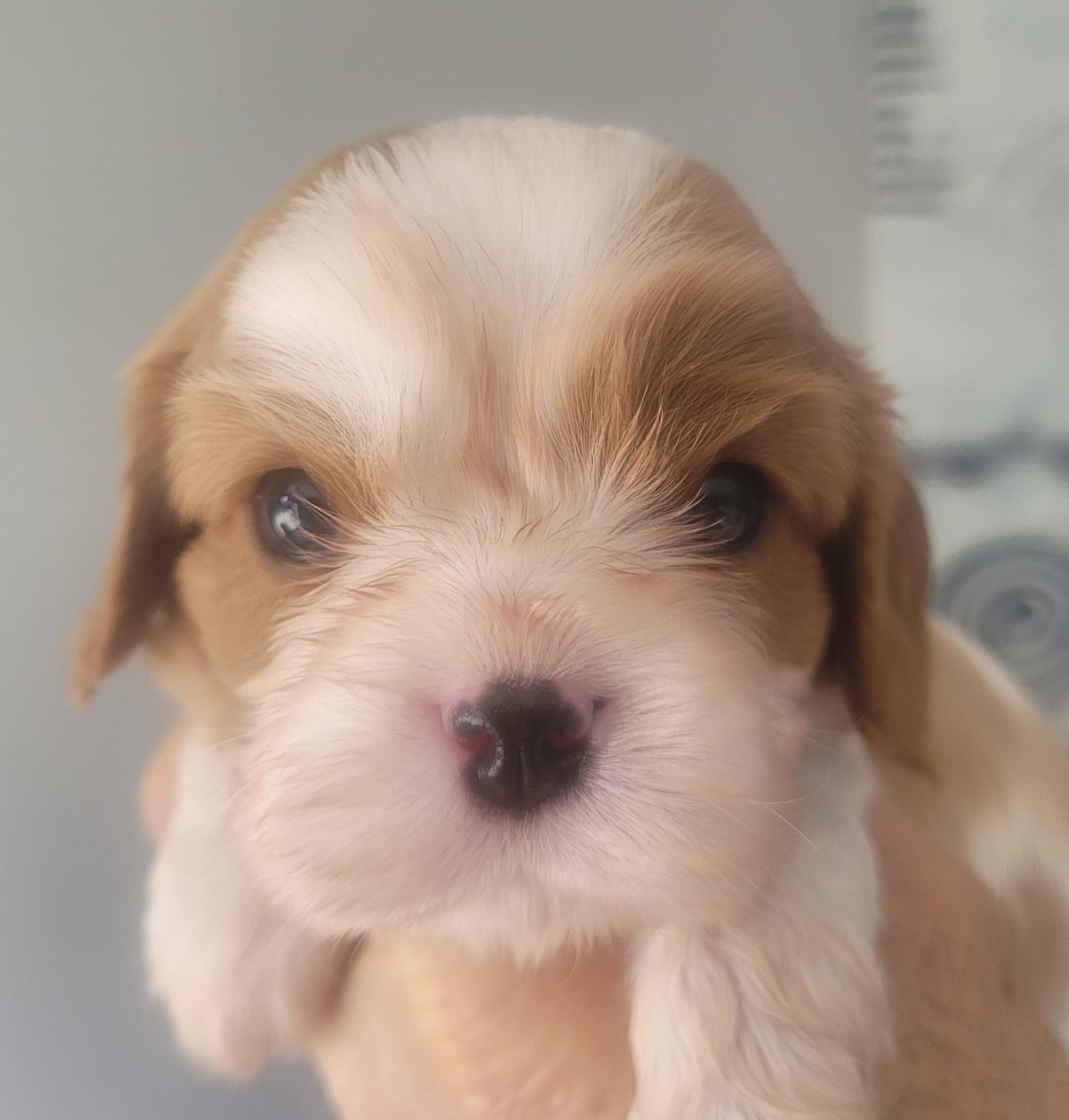 Cavalier King Charles Spaniel - du domaine du grand saule