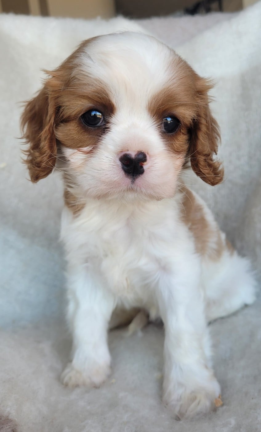 Chiot N°1