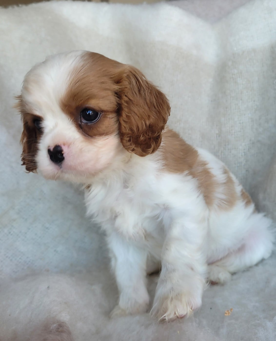 Chiot N°1