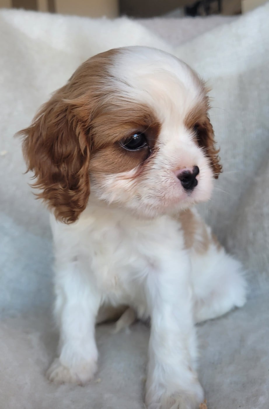 Chiot N°1