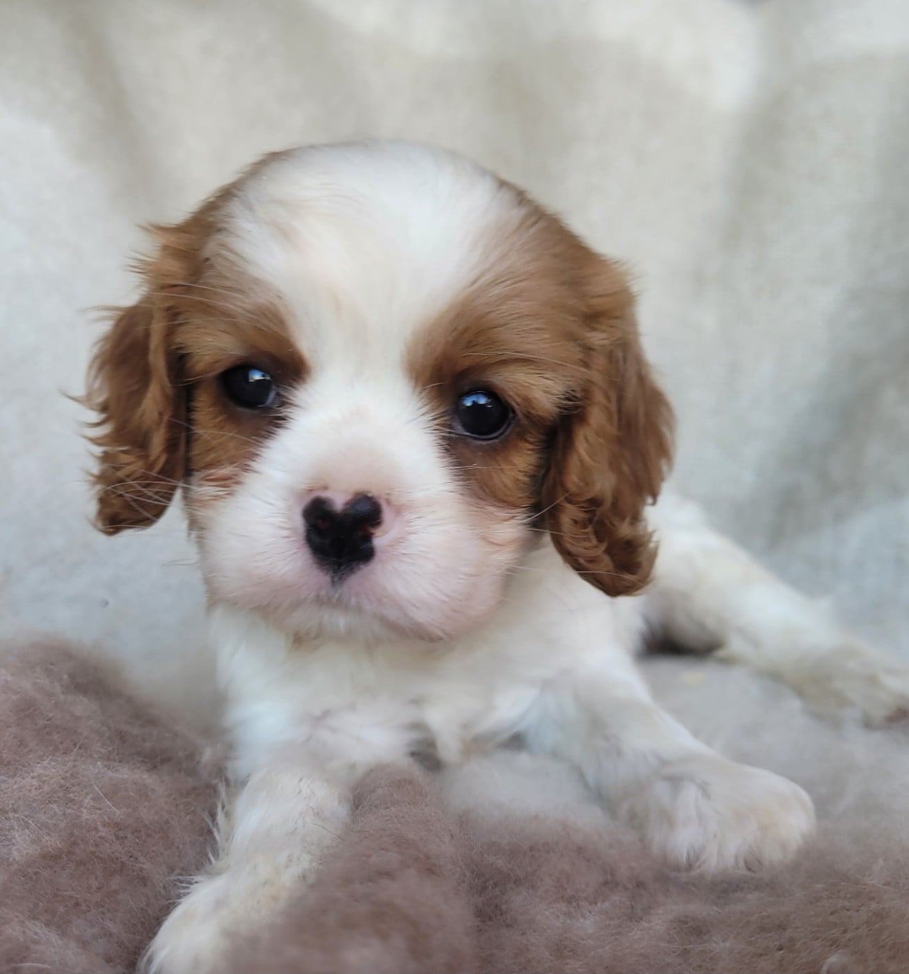 Chiot N°1
