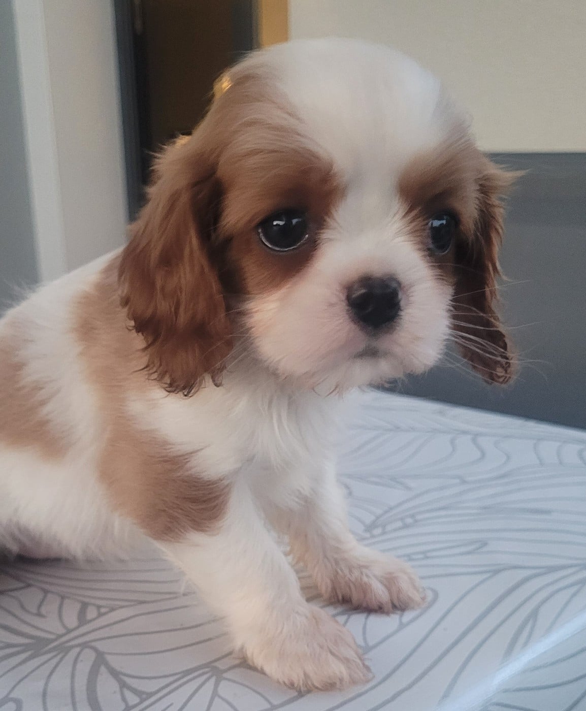 Chiot N°2 - Cavalier King Charles Spaniel