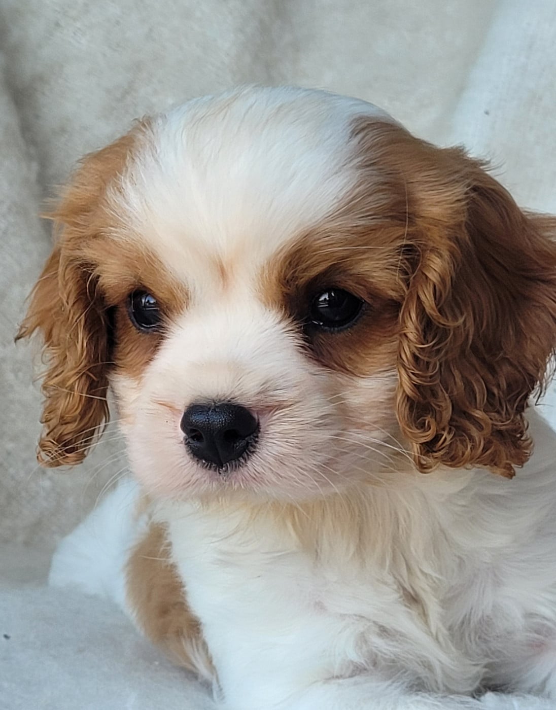 Cavalier King Charles Spaniel - du domaine du grand saule