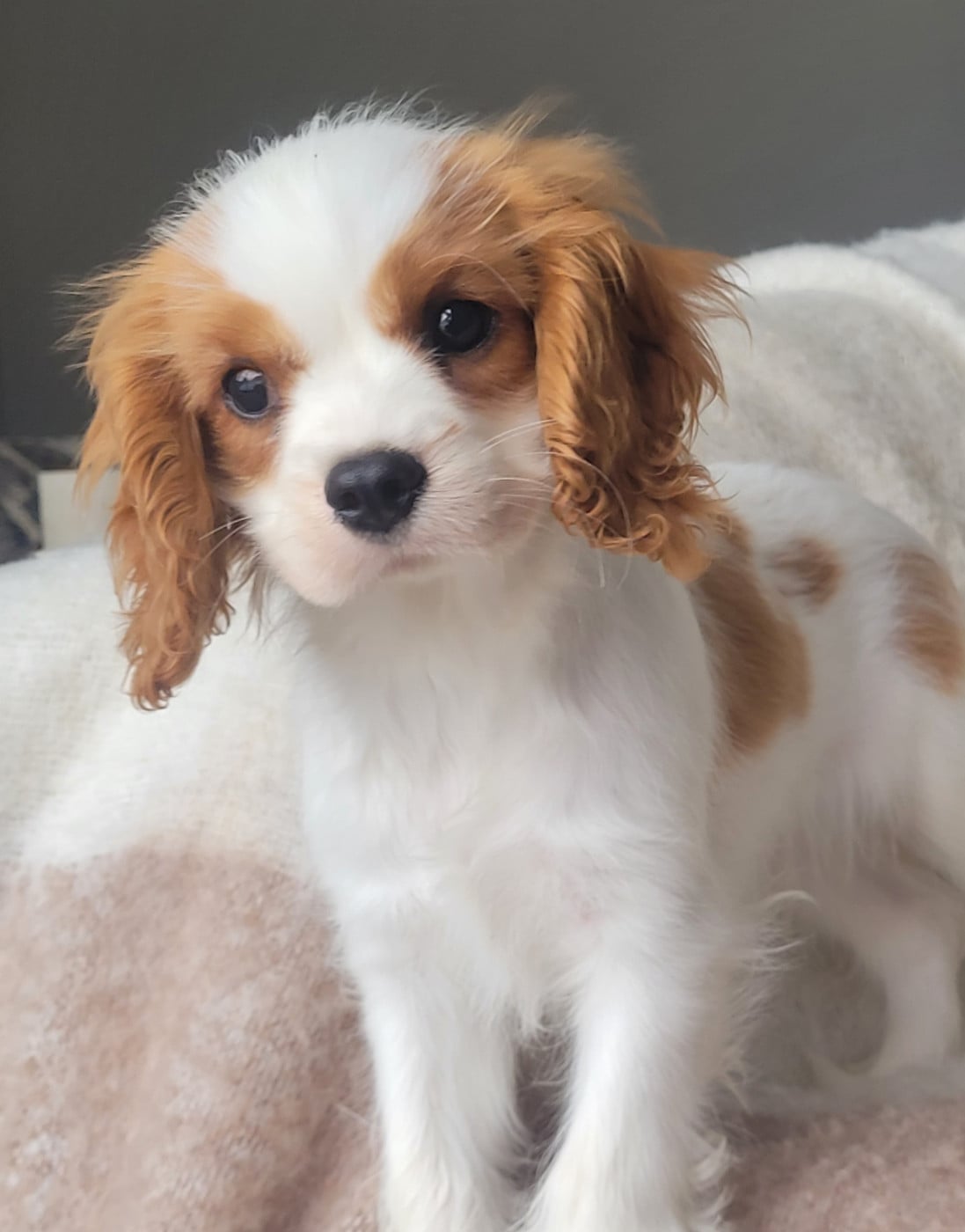 Cavalier King Charles Spaniel - du domaine du grand saule