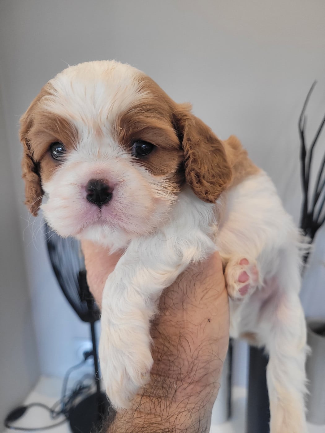 Chiot N°1