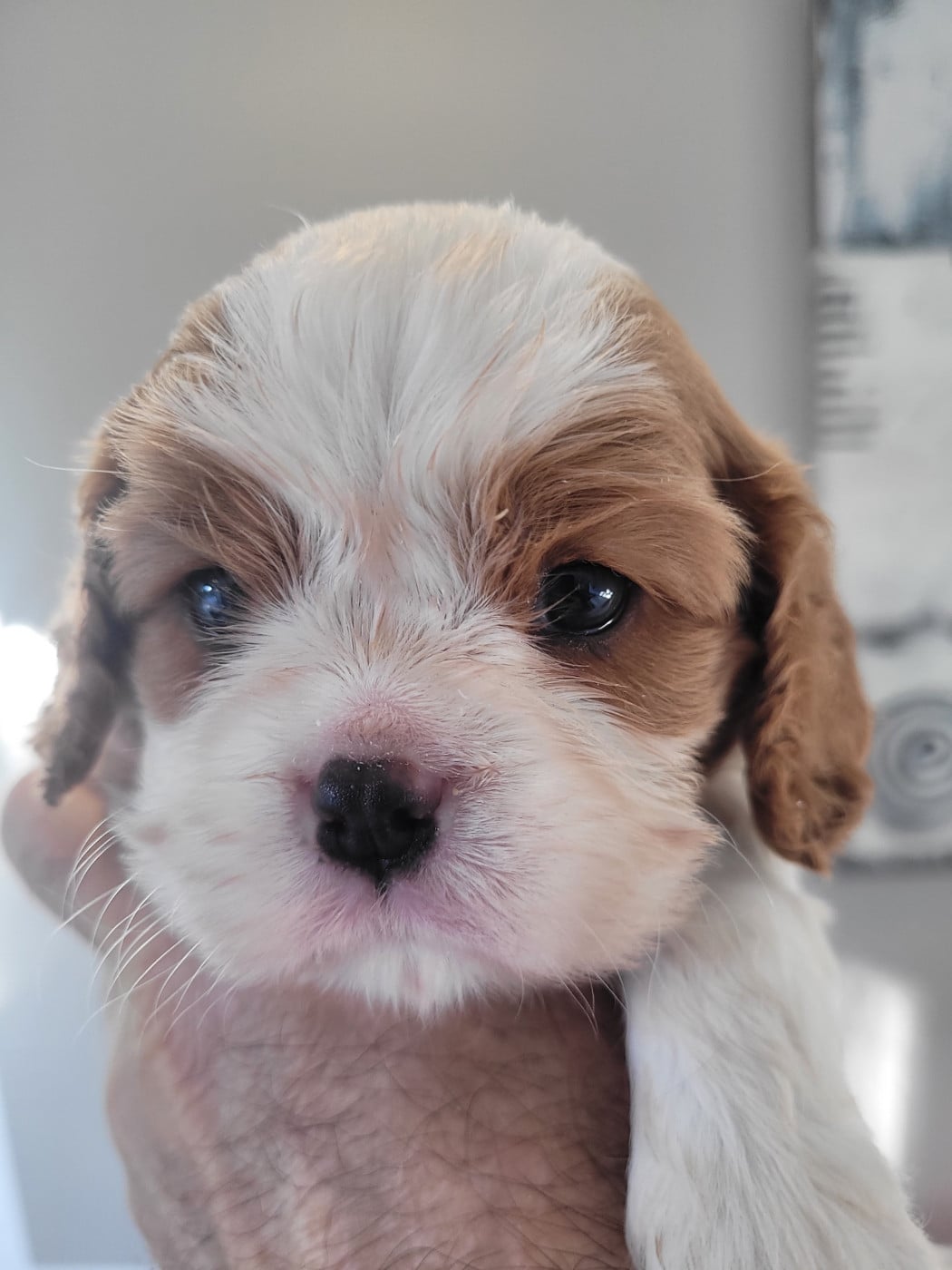 Chiot N°1