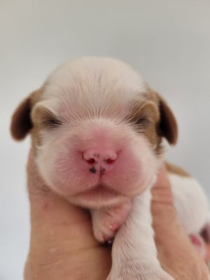 Les chiots de Cavalier King Charles Spaniel