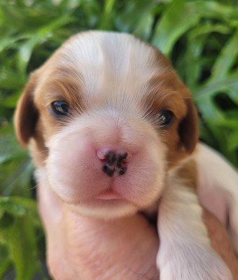 Les chiots de Cavalier King Charles Spaniel
