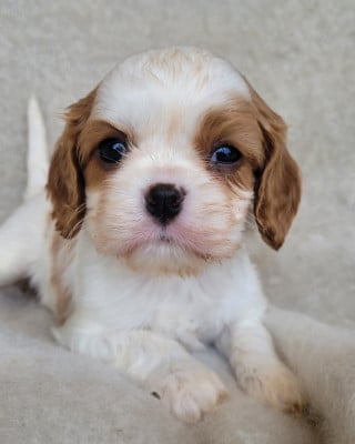 Les chiots de Cavalier King Charles Spaniel